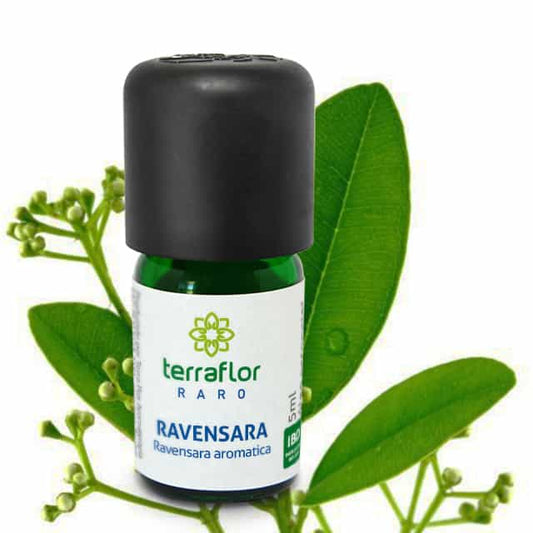 Óleo Essencial de Ravensara - Terra Flor - Frasco com 5ml - Mundo dos Óleos