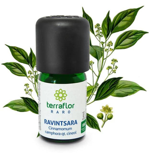 Óleo Essencial de Ravintsara qt. Cineol - Terra Flor - Frasco com 5ml - Mundo dos Óleos